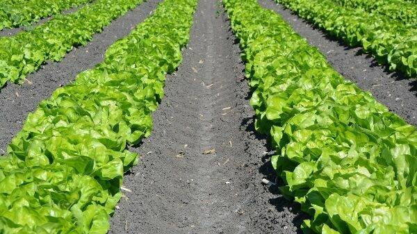 Advancements in Biopesticides for Profitable Vegetable Production