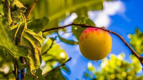 Fruit Ripening & Ethylene Management