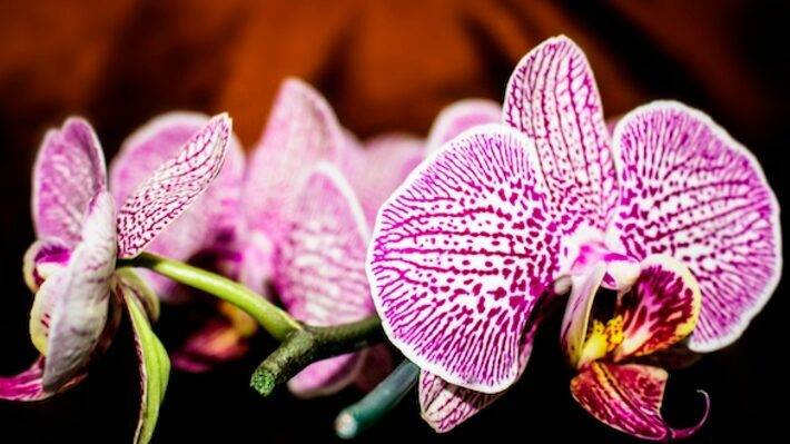 Global Orchid Growers