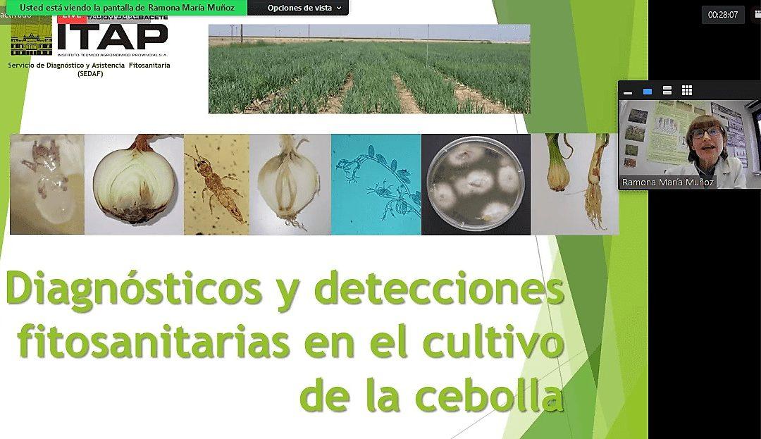 Cebolla – Diagnósticos y detecciones fitosanitarias