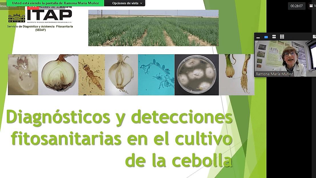 Cebolla – Diagnósticos y detecciones fitosanitarias