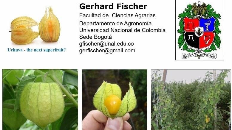 El cultivo de la uchuva – Desde Colombia para el mundo